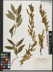 Foto von Salix triandra subsp. triandra L.